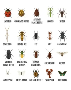 pest control in cedar city